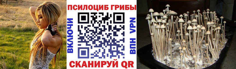 Купить где  Красноуфимск  Псилоцибиновые грибы мицелий 